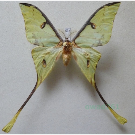 Argema mimosae (Boisduval 1847) male ex. pupa Kenya 100mm63b